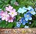 BIG PACK - (10,000) MIXED Pink, Blue, White FRENCH FORGET ME NOT, Myosotis sylvatica Flower Seeds - PERENNIAL ZONE 3 - 9 By MySeeds.Co (BIG PACK French MIXED)