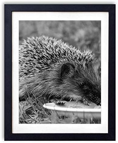 Amazon Co Jp 木製フォトフレーム 写真フレーム 木製の枠 35cmx50cm ハリネズミ料理食品草 白黒の装飾画 壁掛け 壁飾り 壁ポスター おしゃれ ウォールアート アートパネル 壁の絵 インテリア絵画 額縁 部屋飾り 黒額縁が飾っている 壁画 ホーム キッチン