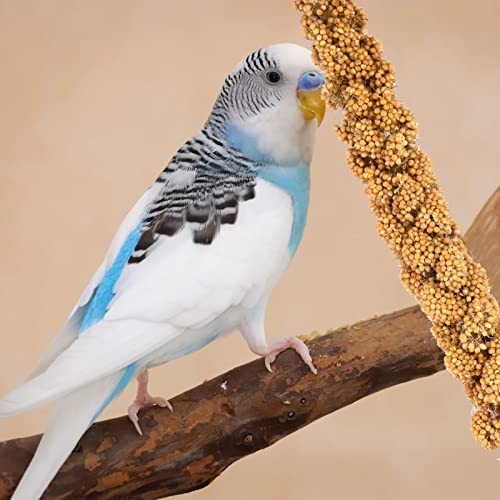 5.5 LB Spray Millet for Parakeets, 100 Natural Dried Millet Grain for