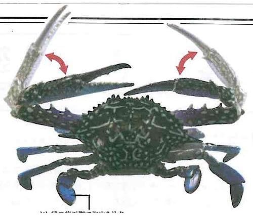 Amazon カプセルqミュージアムカニsumma 1 台湾ブルーcrab Single ロボット 子ども向けフィギュア おもちゃ