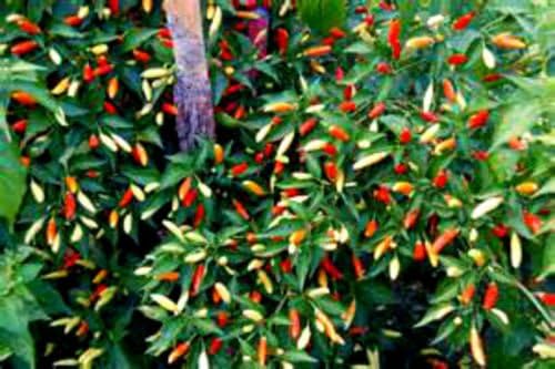 10 seeds of Tobasco Hot Pepper Seeds! YOU CAN GROW THIS PEPPER INTO A TREE!