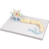 Neuron Model, 2500 X Magnified Neuron Anatomy Model 2 Parts Including Nerve Cell Axon Hillock Dendrites Cell Body Cell Nucleus Other Structures, for Medical Teaching and Training Classroom Learning