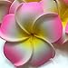 DreamLily Women's Fashion 3 Pcs Hawaiian White Plumeria Flower Foam Hair Clip Balaclavas for Beach (Candy Pink)