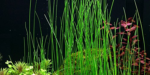 Eleocharis Montevidensis Giant Hair Grass x1 Bunch - Live Aquarium Plant