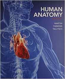Amazon Com Human Anatomy Practice Anatomy Lab 3 0 For