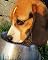 Livro Alimentos para cães