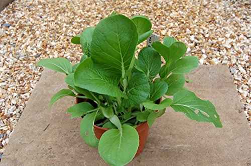Bok Choy (Pak Choi) non-heading Chinese Cabbage, Organic Vegetable.15,000 Seeds - Thumbnail 2