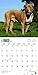 American Pit Bull Terriers 2018 12 x 12 Inch Monthly Square Wall Calendar with Foil Stamped Cover, Animals Dog Breeds (English, French and Spanish Edition)
