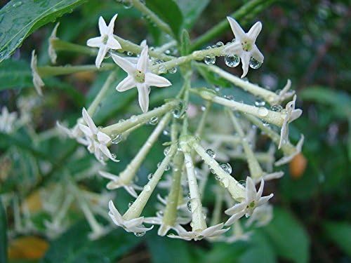 GEOPONICS Seeds: 20 CESTRUM NOCTURNUM *Night Blooming Jasmine* Night-Scented Jemine