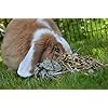 Rosewood-Naturals-Small-Animal-Treats-Summer-Harvest-150-g Rosewood Naturals Summer Harvest, Rabbit Treats & Small Animal Treats, 150g
