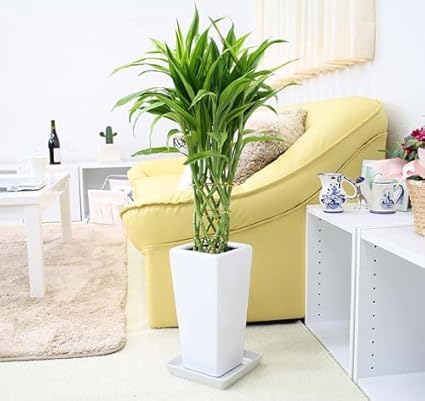 Amazon ブルーミングスケープ 観葉植物 幸せの開運竹 ６号 スクエアホワイト陶器鉢 陶器鉢皿付き ブルーミングスケープ 観葉植物