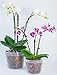 DAN Market Orchid Breathable Slotted Clear Plastic Pot (5.5 inch (4 Pack))