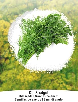 BIO/ORGANICO Eneldo - Semillas ecológicas de plantas naturales ...