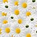 Topixdeals 100x Gerbera Daisy Flowers Heads for DIY Wedding Party (Yellow with White)