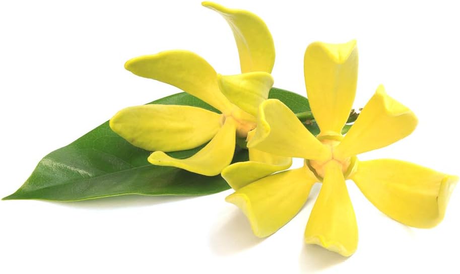 Ylang Ylang Essential Oil, Certified Organic, 100% Pure, Aromatherapy, Massage, Diffusers & Bath - 10ml (Cananga Odorata) - Image 5