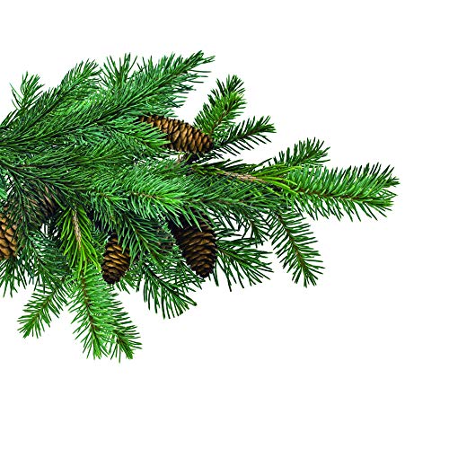 5 Jobes+Evergreen+Fertilizer+Spikes+13+3+4