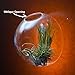 Pack of 2 Larger Wall Bubble Terrariums Glass Bowl 6“ Wall Mounted Glass Vase for Dried Flowers Tillandsia Air Plants Holders Wall Hanging Succulents Planters