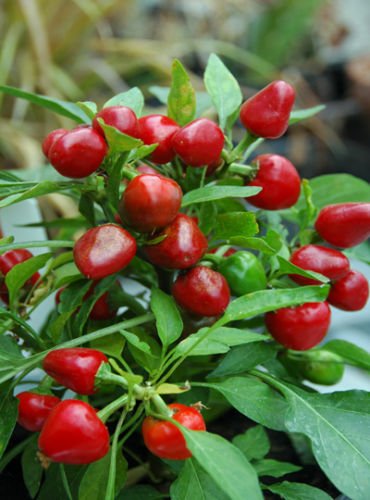 Arlo Vegetable Seeds - HOT CHERRY CHILI PEPPER - Hot & Ornamental - Pack of 20 Seeds