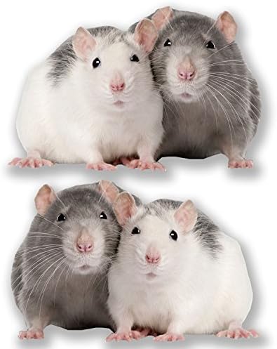 2 x Cute Fancy Rat Stickers