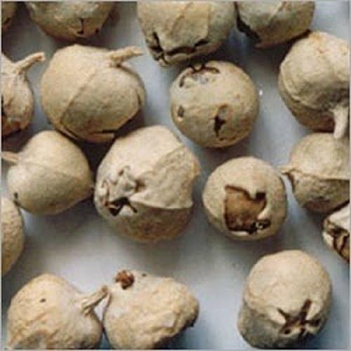 Coagulans Ayurvedic Herbal 250g PANEER DODA Withania WHOLE Free Shipping