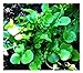 Watercress - Delicious Additions to Salads - 600+ Seeds