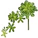 Supla 2Pcs Real Looking Faux Succulents Plants Soft Plastic Aeonium Succulents Cascading Pick in Burgundy and Green,11.75