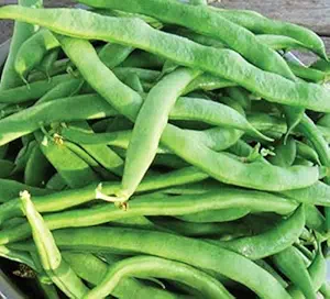 Kentucky Wonder Pole Bean Seeds, 30 Heirloom Seeds Per Packet, Non Gmo Seeds