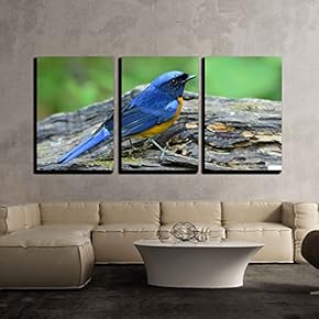 3 Piece Canvas Wall Art - Beautiful Male Rufous-Bellied Niltava (Niltava sundara) in Thai Forest - Modern Home Art Stretched and Framed Ready to Hang - 16"x24"x3 Panels