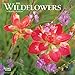 Wildflowers 2020 7 x 7 Inch Monthly Mini Wall Calendar, Flower Outdoor Plant