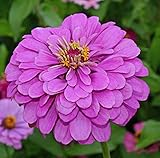 David's Garden Seeds Flower Zinnia Solid Color