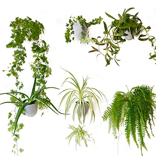 Rounded Melamine Wall Planters, White, Set of 6