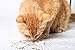 Catnip by Cat Coke, Premium Blend with Maximum Potency, Safe and Healthy Nip That Your Kitty or Cats are Sure to Love