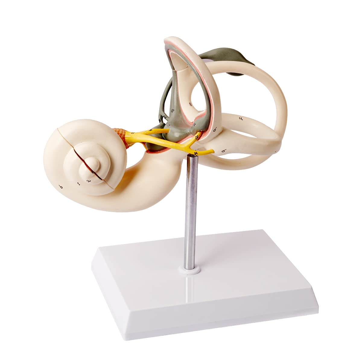 Photo 1 of Benilev Inner Ear Model 2 Part 8X Cochlear Semicircular Canal and Vestibular Open Anatomical Model for Medical Teaching Study