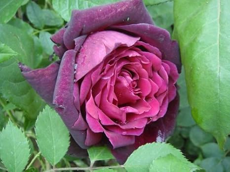 Amazon バラ苗 つるオクラホマ Cl 国産苗 長尺8号ポット大苗 赤色 強香 バラ 苗 つるバラ ツルバラ つるばら 薔薇 ヤマト不可 北海道 沖縄 離島不可 Diy 工具 ガーデン