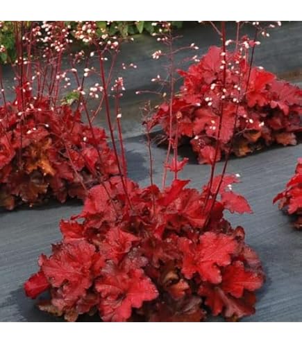 Amazon.com : 3 Forever Red Heuchera in 4
