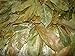 Graviola (Sour Sop) 24 Tea Bags