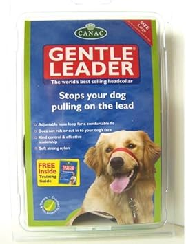 goldendoodle double doodle