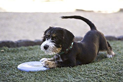 KONG Puppy Flyer - Soft Rubber Flyer Dog Toy - Flying Disc Dog Toy for Puppies - Gentle Rubber Toy for Growing Puppies - for Small Puppies - Randomly Provided Color