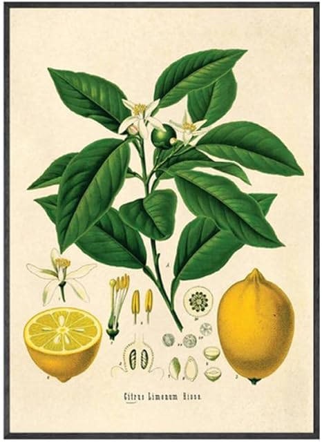 Amazon Chenjiaxu 植物教育レモンプリントヴィンテージ植物フルーツアートイラストポジティブな絵の装飾 40x60cmx1フレームなし アートフレーム ポスター オンライン通販