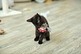 Petface Refillable Catnip Plush Cockerel Cat Toy Soft Durable Kitten Toy view 9