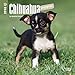 Chihuahua Puppies 2018 7 x 7 Inch Monthly Mini Wall Calendar, Animals Small Dog Breeds Puppies (Multilingual Edition)