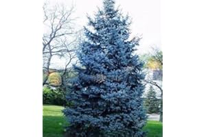 Colorado Blue Spruce Tree Seeds (Picea pungens) Pack of 50 Heirloom Fresh Seeds - Comes with Instructions