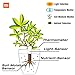 Plant Monitor, Xiaomi Smart Plant Tracker Soil Moisture Meter Tester Nutrient/Temperature/Sunlight/Moisture Sensor Plant Detector Flower Plant Care for Home Garden Farm (Plant Monitor) (Plant Monitor)thumb 4