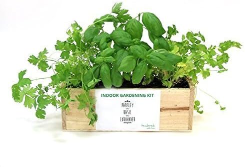 KIT de huerto urbano: perejil, albahaca y cilantro: Amazon.es: Jardín