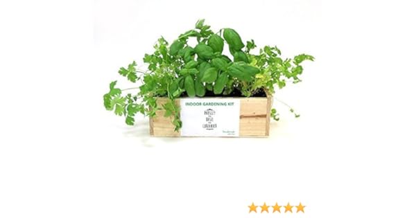 KIT de huerto urbano: perejil, albahaca y cilantro: Amazon.es: Jardín