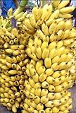 10+ Fresh Musa Acuminata Edible Dwarf Banana Tree Plant Seeds Tropical Fruit