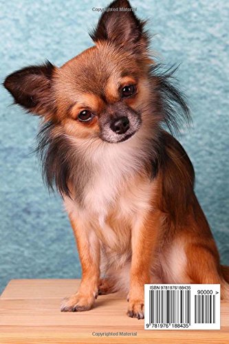 Buy Curious Long Haired Chihuahua Puppy Dog Journal 150 Page