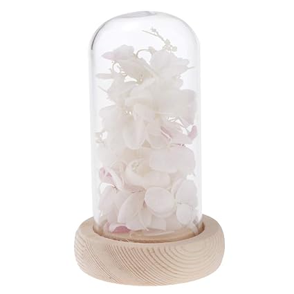 D Dolity Fleur Hortensia Séchée Sous Cloche En Verre Socle Bois Base Magnifique Décoration Cadeau Blanc
