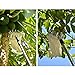 TIHOOD 2PCS Fruit Picker Head Basket with 1 Pair Garden Gloves/Fruit Picking Tools, Fruits Catcher for Harvest Picking Apple Citrus Pear Peach, etc (2 xFruits Picking Tool & 1 Pair Gloves)