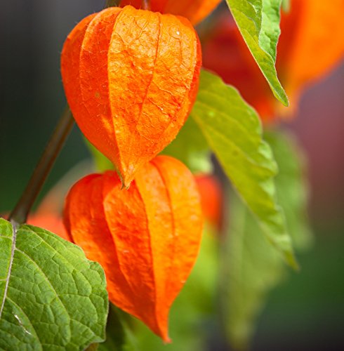Winter Cherry, Bladder Cherry seeds - Physalis alkekengi